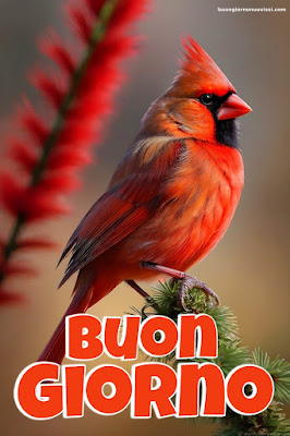 buongiorno immagini nuove