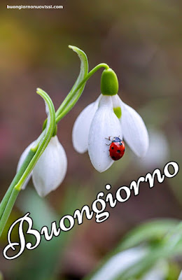 buongiorno immagini nuove