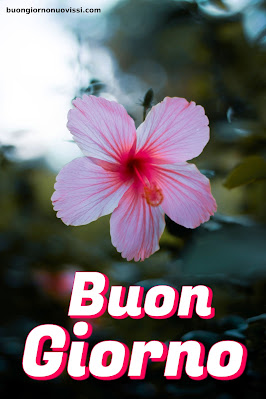 buongiorno immagini