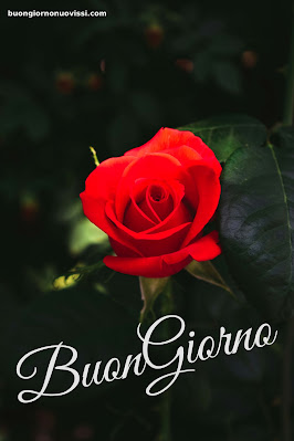 buongiorno nuovissimi 2024