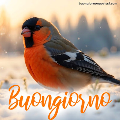 buongiorno nuovissimi