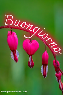buongiorno nuovissimi