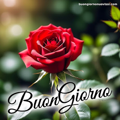 buongiorno nuovissimi
