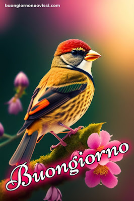 buongiorno nuovissimi