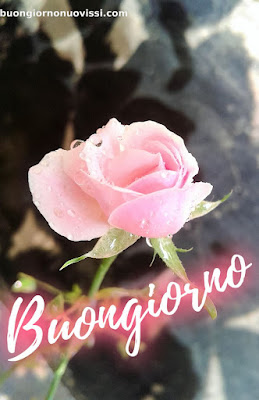buongiorno nuovissimi