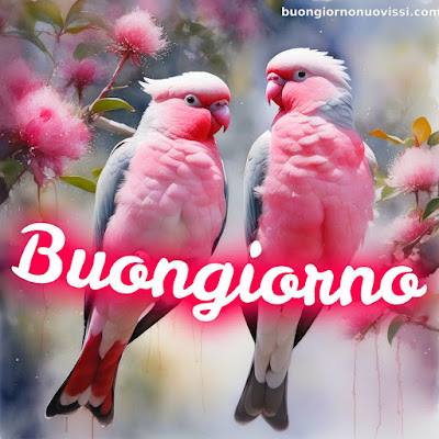 buongiorno nuovissimi