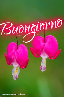 buongiorno nuovissimi