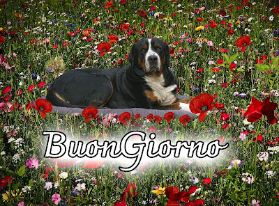 divertente meraviglioso divertente buongiorno immagini recenti