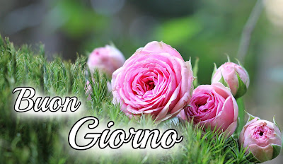 divertente meraviglioso divertente buongiorno immagini recenti