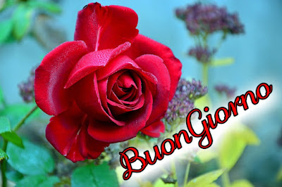 divertente meraviglioso divertente buongiorno immagini recenti