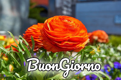 divertente meraviglioso divertente buongiorno immagini recenti