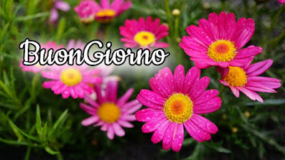 divertente meraviglioso divertente buongiorno immagini recenti