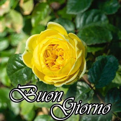 divertente meraviglioso divertente buongiorno immagini recenti