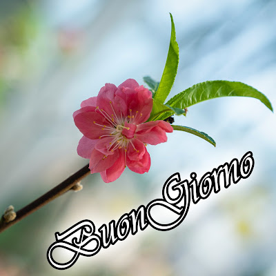 divertente meraviglioso divertente buongiorno immagini recenti