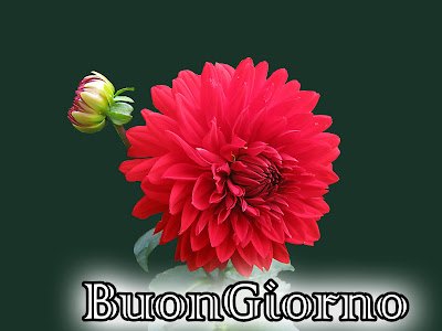 divertente meraviglioso divertente buongiorno immagini recenti