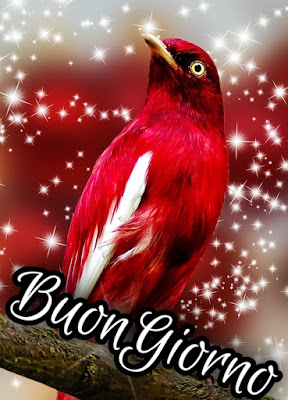 divertente spiritoso buon risveglio buongiorno immagini recenti2021 Divertente Spiritoso Buon Risveglio Buongiorno Immagini Recenti