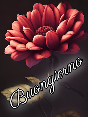 divertente spiritoso buon risveglio buongiorno immagini recenti2025 Divertente Spiritoso Buon Risveglio Buongiorno Immagini Recenti