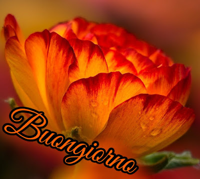 divertente spiritoso buon risveglio buongiorno immagini recenti2031 Divertente Spiritoso Buon Risveglio Buongiorno Immagini Recenti