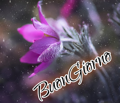 divertente spiritoso buon risveglio buongiorno immagini recenti2032 Divertente Spiritoso Buon Risveglio Buongiorno Immagini Recenti
