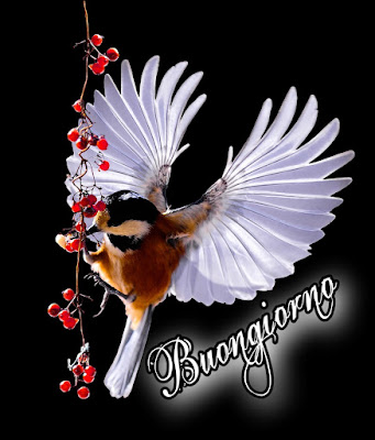 divertente spiritoso buon risveglio buongiorno immagini recenti209 Divertente Spiritoso Buon Risveglio Buongiorno Immagini Recenti