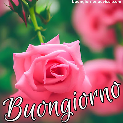 divertente meraviglioso divertente buongiorno immagini recenti