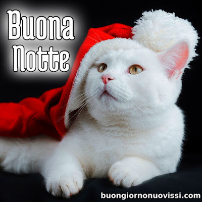 dolce buonanotte immagini recenti