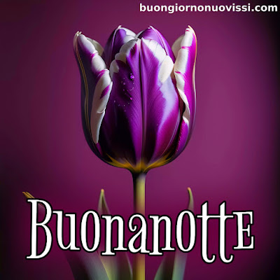 dolce buonanotte immagini recenti