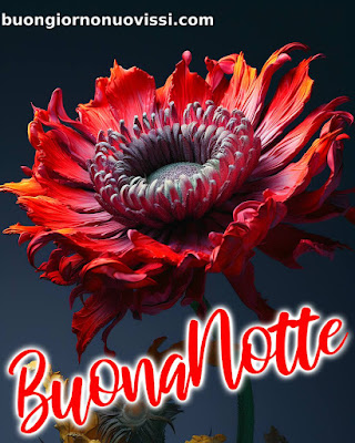 dolce buonanotte immagini recenti