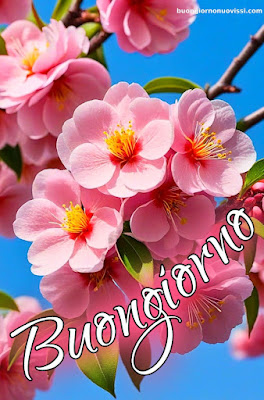 immagini buongiorno