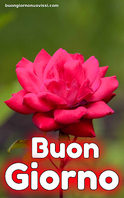 immagini buongiorno