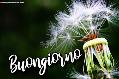 immagini buongiorno