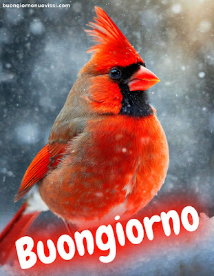 immagini di buongiorno immagini di buongiorno