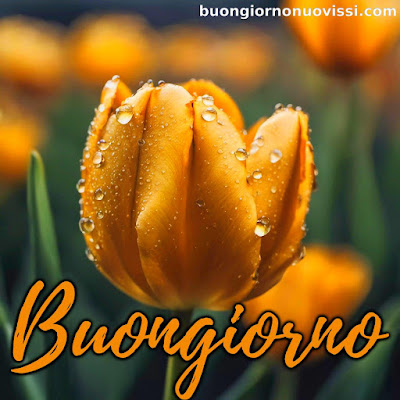 le ali del sorriso buongiorno immagini nuove gratis whatsapp