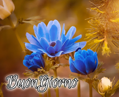 le fate del sole buon giorno caro immagini nuove gratis per whatsapp