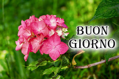 le fate del sole buon giorno caro immagini nuove gratis per whatsapp