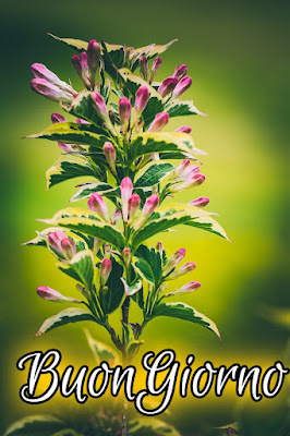 mozzafiato significativo nuovissimo buongiorno immagini recenti