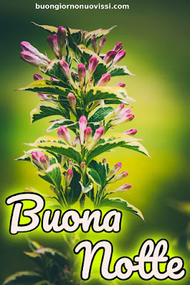 novissimo buona notte nuovissimo buonanotte immagini Recenti novissimo buona notte nuovissimo buonanotte immagini Recenti