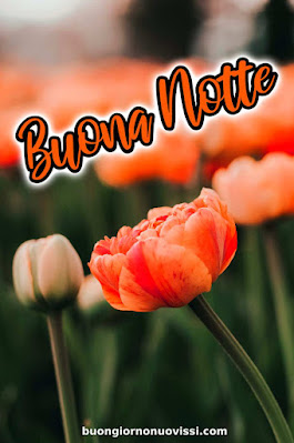 novissimo buona notte nuovissimo buonanotte immagini Recenti novissimo buona notte nuovissimo buonanotte immagini Recenti