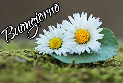 nuovissimo buongiorno immagini recenti