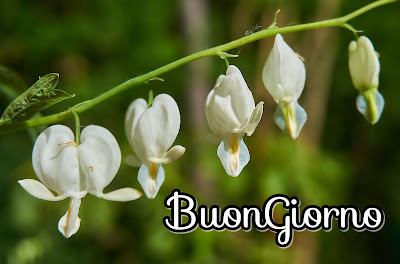 nuovissimo buongiorno immagini recenti