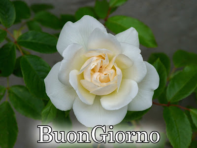 originali nuovissimo buongiorno immagini recenti