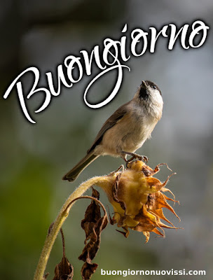 originali nuovissimo buongiorno immagini recenti