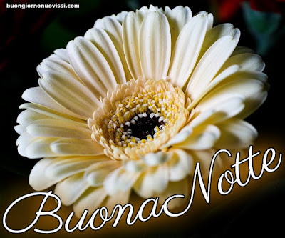 pietra bianca buonanotte originalissima pietra bianca buonanotte originalissima