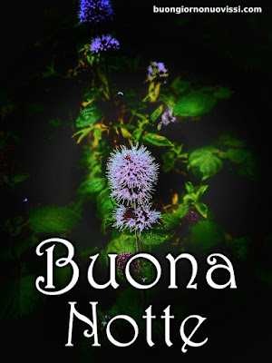 pietra bianca buonanotte originalissima pietra bianca buonanotte originalissima