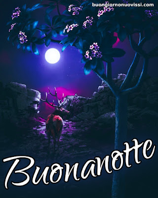 pietra bianca buonanotte originalissima pietra bianca buonanotte originalissima