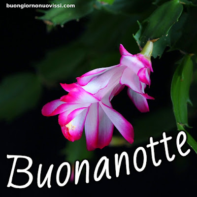 pietra bianca buonanotte originalissima pietra bianca buonanotte originalissima