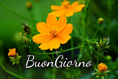 pinterest nuovissimo pinterest buongiorno immagini recenti