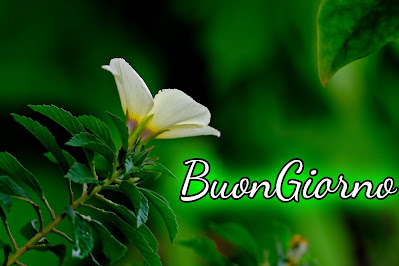 pinterest nuovissimo pinterest buongiorno immagini recenti
