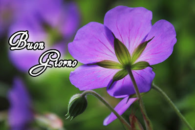 pinterest nuovissimo pinterest buongiorno immagini recenti