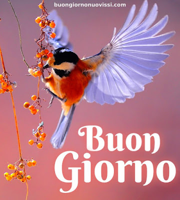 stupende nuovissimo buongiorno immagini recenti